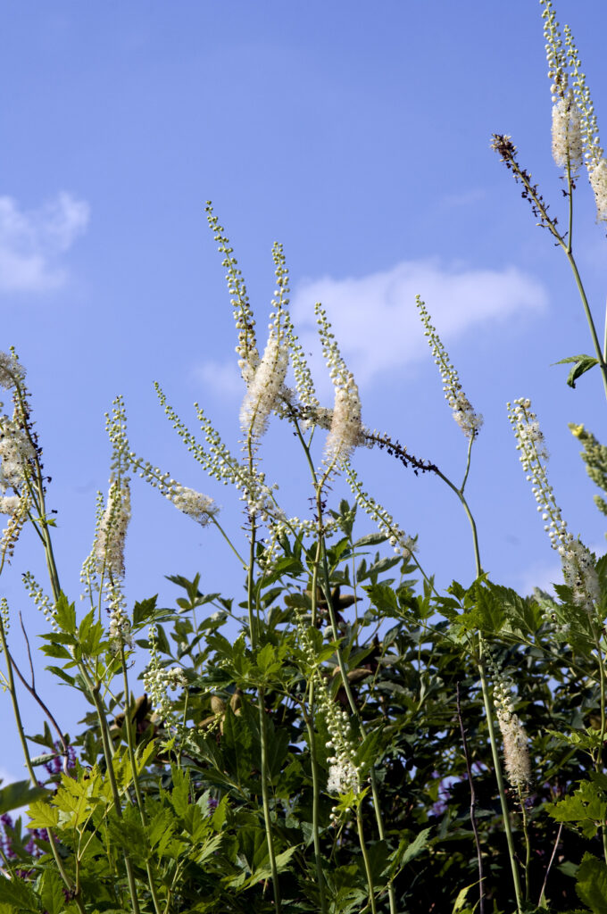 Black cohosh